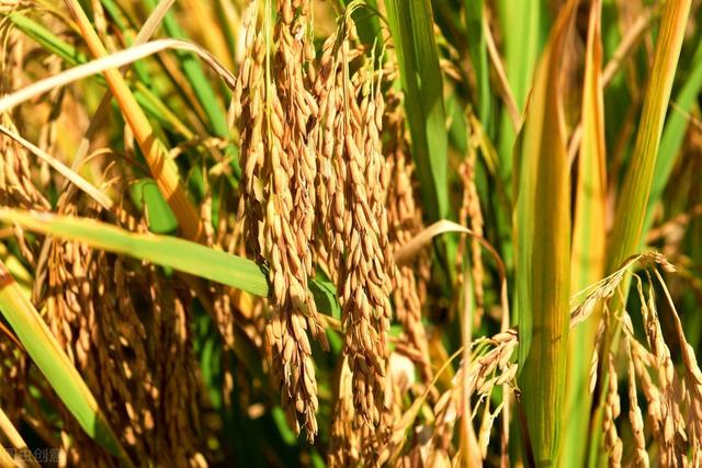 水稻始穗期发生穗颈瘟，用农药防治有药害残留吗？如何正确用药？
