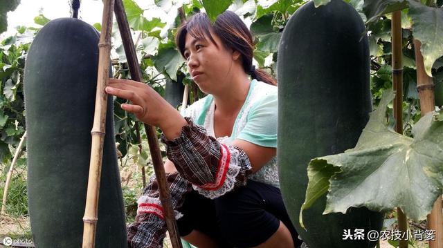 蔓枯病造成瓜果蔬菜死棵、烂果、又减产，这些防治方法要牢记！6