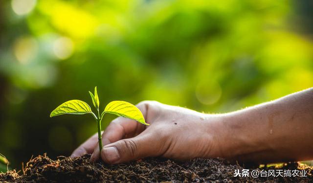 蔬菜常用农药介绍 杀菌剂——霜脲·锰锌 附蔬菜用药方法2