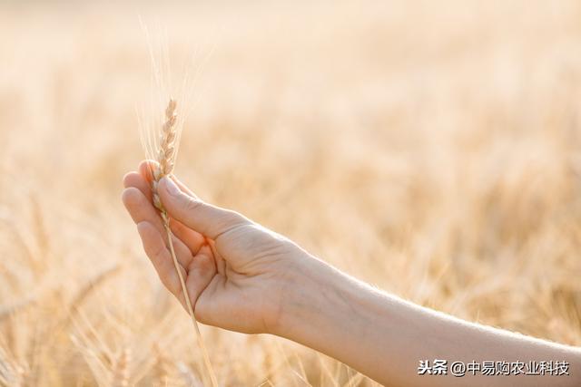 小麦红蜘蛛进入发生盛期，在最佳时间防治！一遍就能解决问题3