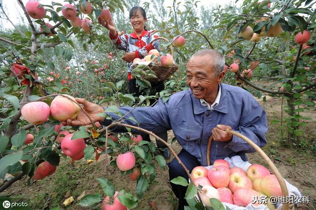 又一个新型杀菌剂上市，比嘧菌酯还好，能杀灭几乎所有真菌病害3