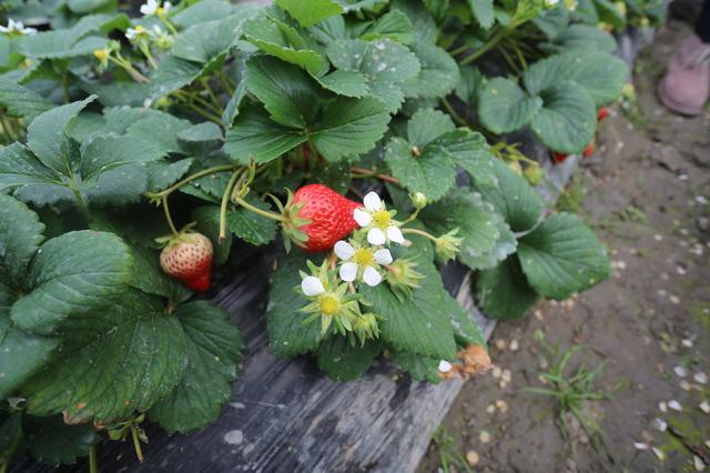 冬春季节温度低、湿度大，要做好“草莓黏菌病”的防治2