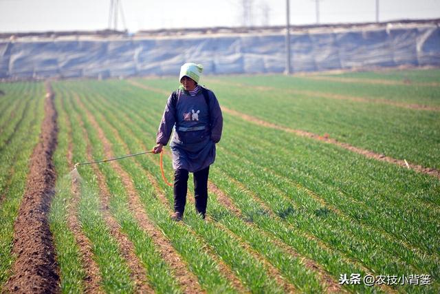 春季麦田除草期临近，最佳打药时机、选药与打药技巧都在这里5