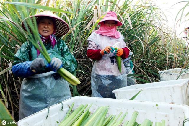 茭白种植效益高，老农民分享一套科学种植技术4