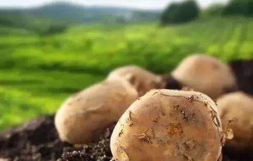 警惕！种土豆打禁限用农药，农户被判6个月（附禁限用农药名录）1