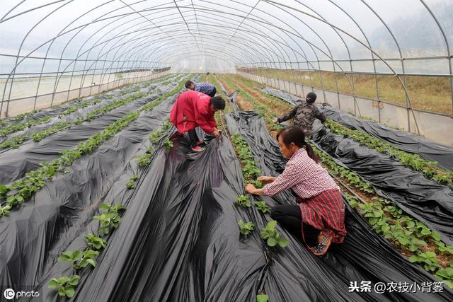 八九月份定植草莓刚刚好，这样栽种管理，缓苗成活率高不少3