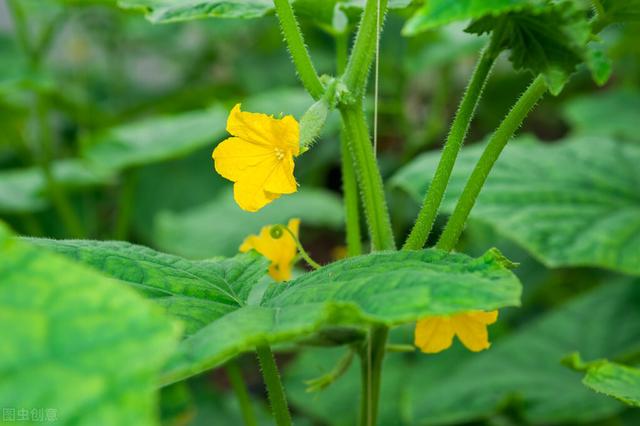 这个畅销50多年的杀菌剂，同时防治细菌、真菌病害，使用需注意2