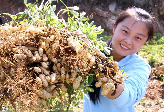 花生打什么药高产？钼肥料不能少，开花前后喷2次，增产稳稳的2