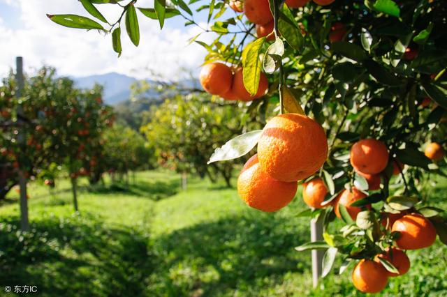 柑橘炭疽病如何防治？冻害严重容易引起炭疽病，这几个药剂可防治