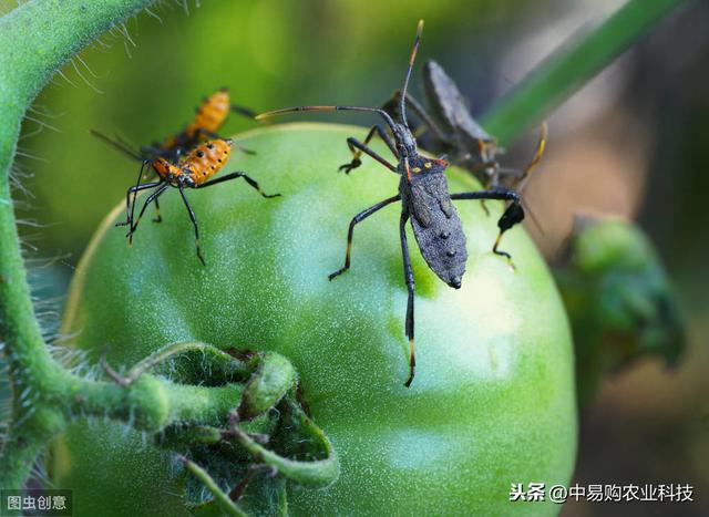 这药内吸性强，防治木虱、蚜虫，用量低、持效期长达一个月左右2