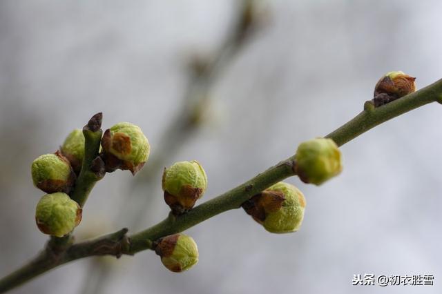 花中君子是什么花