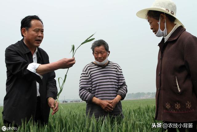 蓟马防治不当会降低作物的产量品质！学会这些蓟马防治不犯愁8