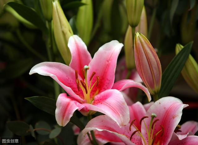 百合花语 百合花语（葵百合花语） 生活
