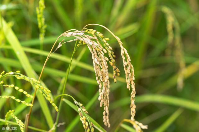 合川水稻病虫害防治，提高农户的经济收入，一起来学学吧2
