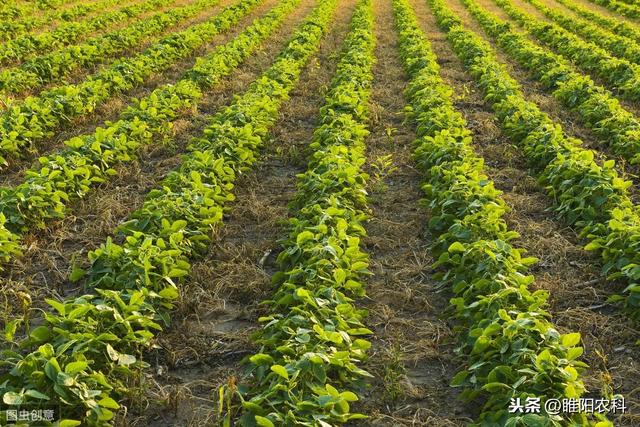 推荐一个花生、玉米、大豆田通用优秀除草剂，除草彻底，安全性好1