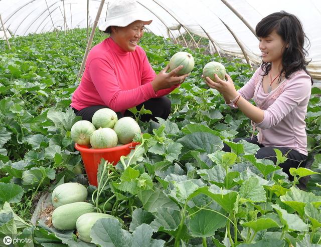 种植甜瓜患上黑星病，果面长斑品质差，4项综合措施防治效果好