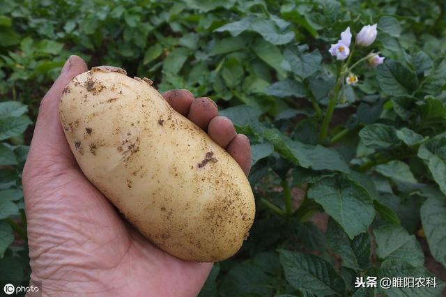 推荐一个优秀阔叶作物专用除草剂，安全又高效，30多种作物适用7