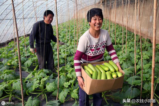 冬季温室大棚使用烟雾熏剂防治病虫害效果好，但要注意这6点7