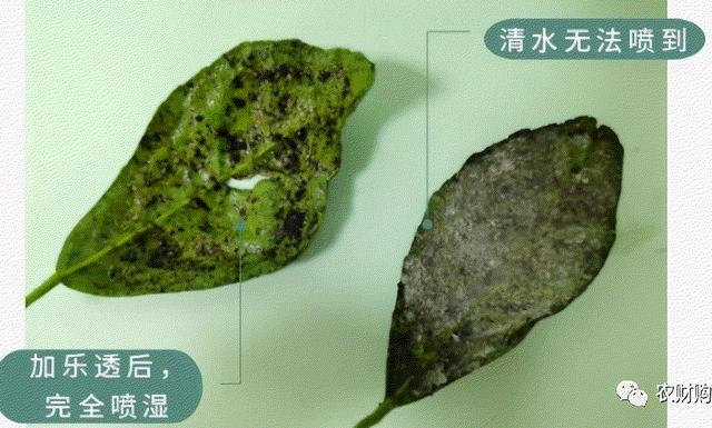 煤烟病、蚧壳虫打1次就落，配方分享！有人连打3次药到转色还有19