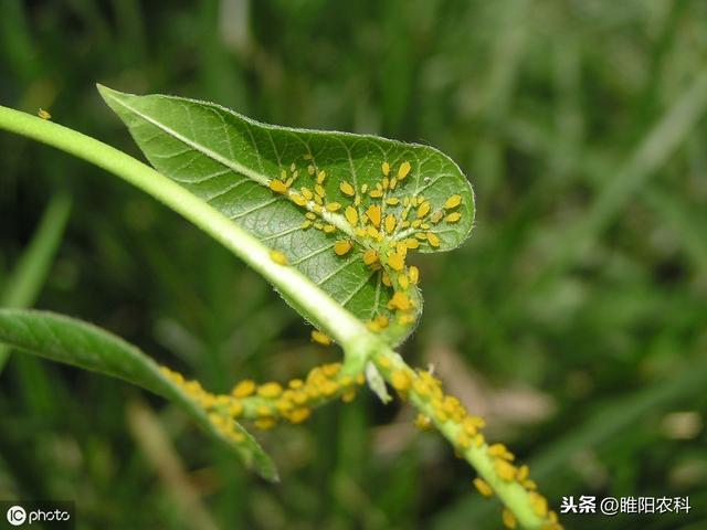 噻虫嗪这样用，用一次管一季，杀虫干净彻底1