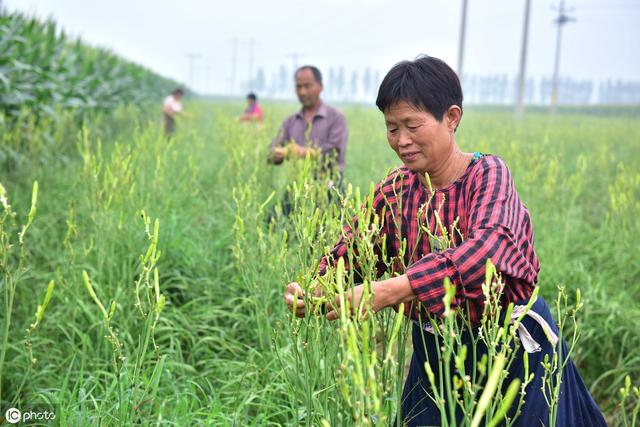 黄花菜田间管理和病虫害防治技术，详细分享种植技术3