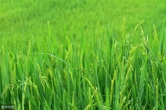 合川水稻病虫害防治，提高农户的经济收入，一起来学学吧