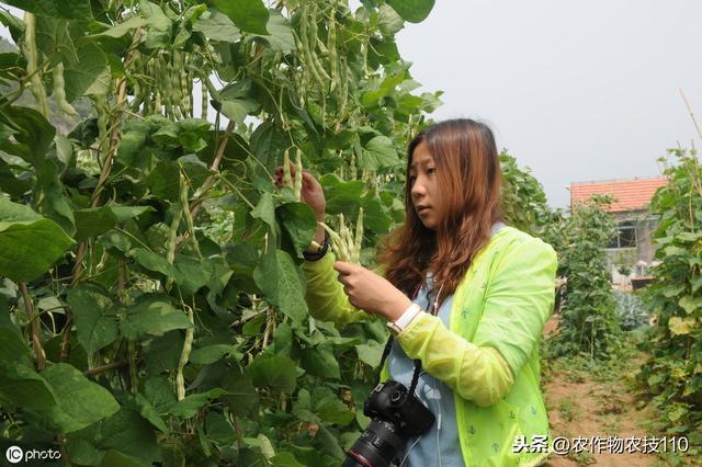 史上最全的芸豆，高产栽培管理技术！看了不后悔6