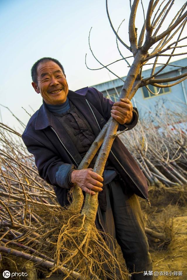 果树根部长肿瘤，是什么原因造成的？有哪些危害？如何才能防治？3