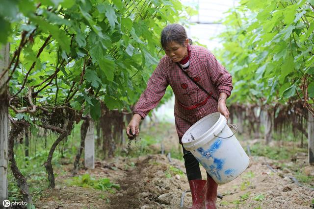 缺磷，果子质量差！磷过量，树不好！「附大量元素全年施肥建议」6