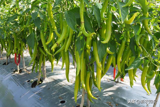 大棚辣椒种植技术与病虫害的防治，学会此方法教你种出好辣椒