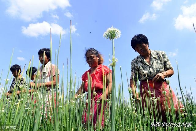 植物生长调节剂的数十种高效复配方法，你都会用？都用对了吗？8