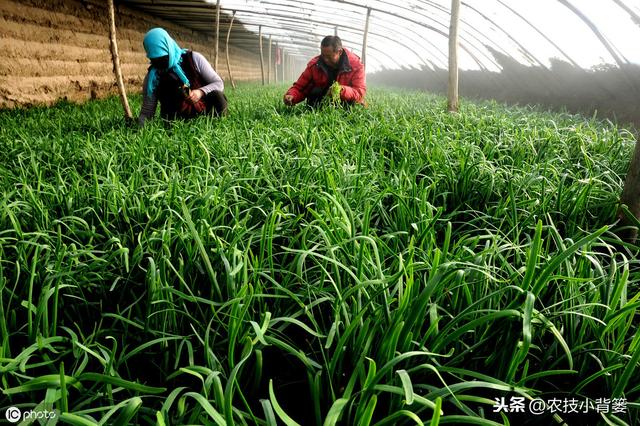 韭菜种植做好这五点，苗株根系发达、叶片肥大，产量品质有保证2