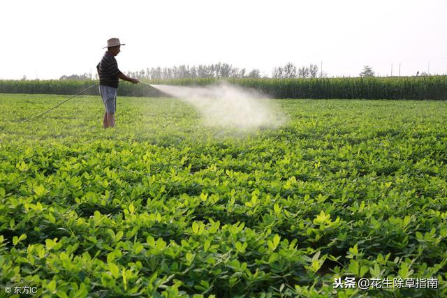 花生田最经济最实惠的禾本科除草剂在这里，你知道是什么嘛？2