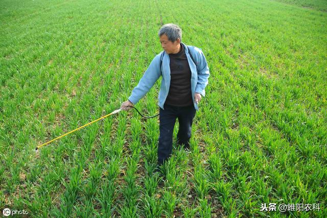 这个麦田除草剂比甲基二磺隆还好，2℃以上就能用，除草干净彻底