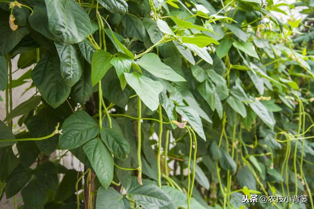 春季种植豆角做到这五点，苗株健壮、开花结荚多，持续采摘能高产2