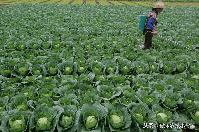 磷酸二氢钾对作物是个宝，学会这几个使用妙招，使用效果会更好11