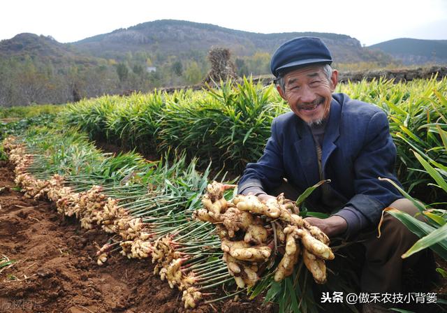 当下是姜瘟病和姜歪脖子病高发期！区别准症状、巧防巧治是关键10