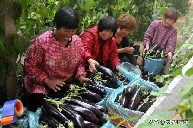 冬季大棚使用烟雾剂防治病虫害效果虽好，但一定要注意这4条9