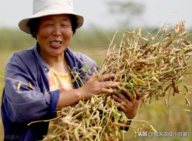 大豆有花无荚、有荚无籽、有籽干瘪、落花落荚的原因与防治技巧7