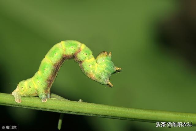 这个超高效杀虫剂7分钟击倒害虫，专利即将到期价格将跌至白菜价3