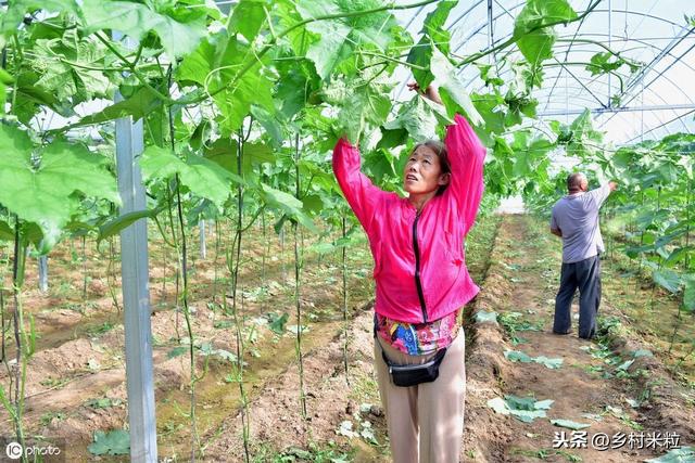 温暖高湿“丝瓜褐斑病”易发生，巧用科学防治技巧，避免减产损失9