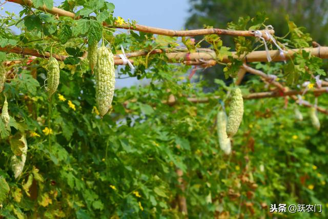 好吃营养的苦瓜的种植时叶子发黄的原因以及防止方法，是这些4