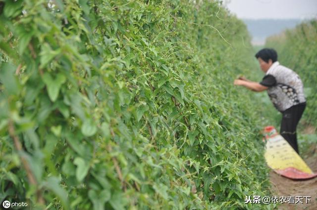 山药根腐病即将爆发，3条应急措施保收成，综合防治避免危害累加2