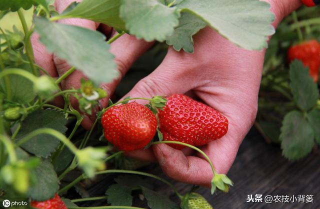 草莓花芽分化的4大影响因素和促使花芽提前分化的5个管理技巧3