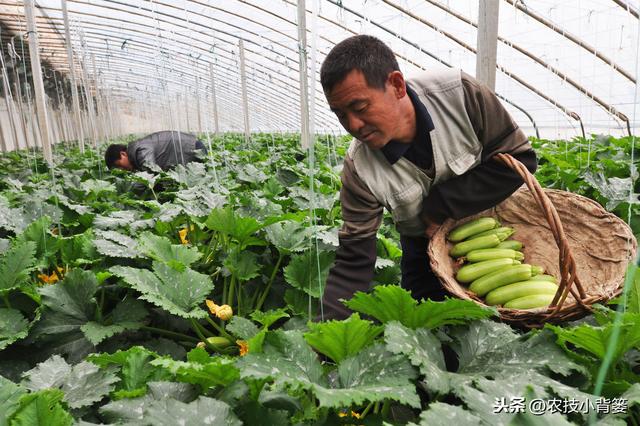 冬季大棚使用烟雾剂防治病虫害效果虽好，但一定要注意这4条4