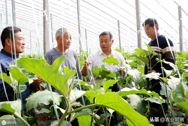 茄子设施种植中常见的4类虫害为害症状、特点及防治措施分析3