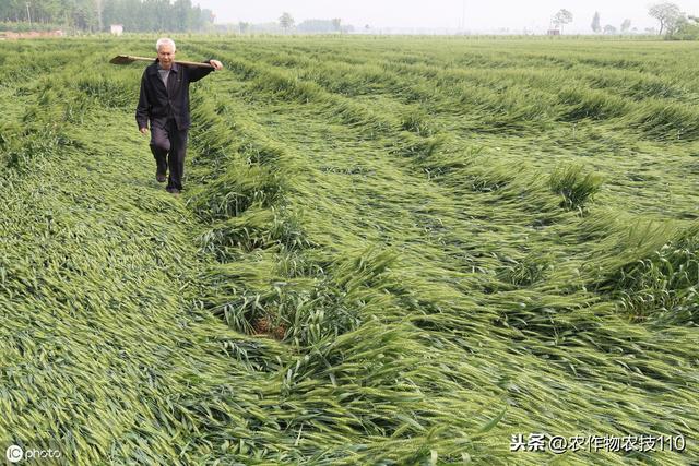 小麦赤霉病防治，农民咨询问题解答！1