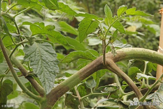 这个药具有溶菌功能，专门防治最难治的霜霉病、灰霉病和晚疫病3