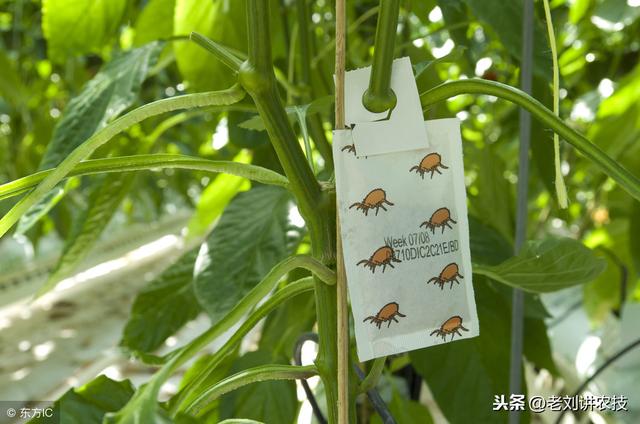 农药植保：菜农常用的23种农药，务必要搞清楚，避免产生要害！2