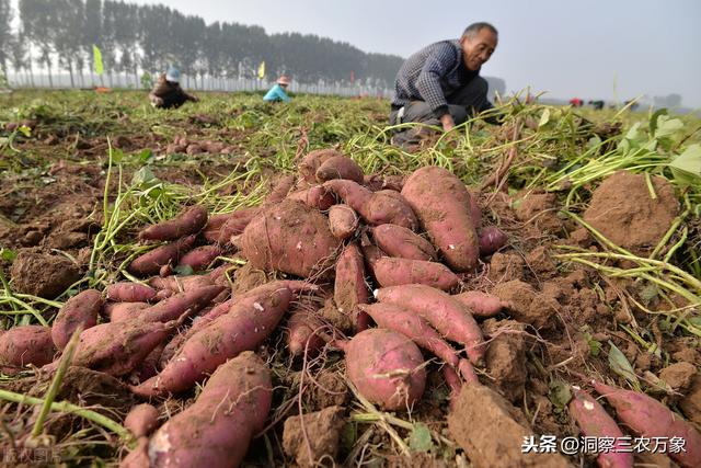 红薯控旺特效药用啥？4种方式控旺任你选，3个注意事项需知道3